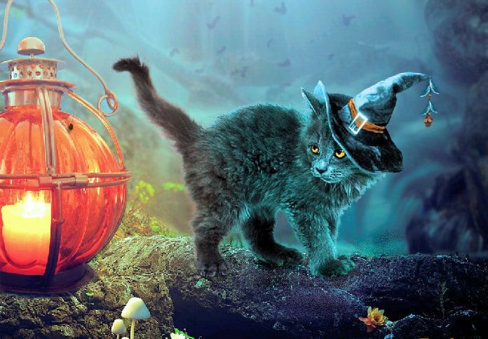 hiss cats